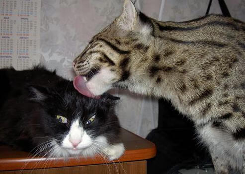 开云体育官方入口-“逆转高手：球队在绝境中爆发的精彩战役”，逆转bug