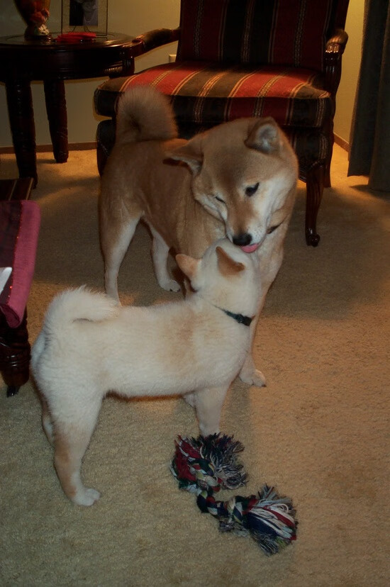 塞内加尔马术协会出版“Lamb”历史专著，记录赛事发展历程。，塞内加尔 马内